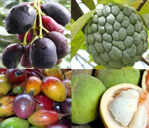 Buah-buahan Jadul Tergusur jaman